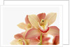 Salmon-Pink Orchid Blossoms by Anonymous