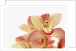 Salmon-Pink Orchid Blossoms by Anonymous