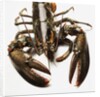 Lobster by Anonymous