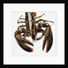 Lobster by Anonymous