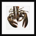 Lobster by Anonymous