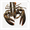 Lobster by Anonymous