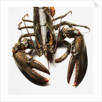 Lobster by Anonymous