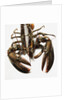 Lobster by Anonymous