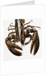 Lobster by Anonymous