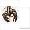 Lobster by Anonymous