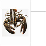 Lobster by Anonymous