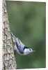 White-Breasted Nuthatch Perching on Tree Trunk by Anonymous