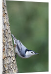 White-Breasted Nuthatch Perching on Tree Trunk by Anonymous