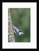 White-Breasted Nuthatch Perching on Tree Trunk by Anonymous