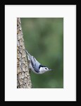 White-Breasted Nuthatch Perching on Tree Trunk by Anonymous