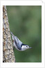 White-Breasted Nuthatch Perching on Tree Trunk by Anonymous