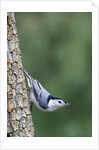 White-Breasted Nuthatch Perching on Tree Trunk by Anonymous