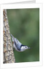 White-Breasted Nuthatch Perching on Tree Trunk by Anonymous