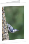 White-Breasted Nuthatch Perching on Tree Trunk by Anonymous