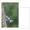 White-Breasted Nuthatch Perching on Tree Trunk by Anonymous