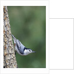 White-Breasted Nuthatch Perching on Tree Trunk by Anonymous