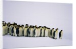 Emperor pinguins standing in a row, side view by Anonymous