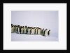 Emperor pinguins standing in a row, side view by Anonymous
