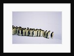 Emperor pinguins standing in a row, side view by Anonymous