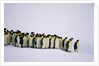 Emperor pinguins standing in a row, side view by Anonymous