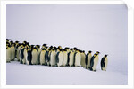 Emperor pinguins standing in a row, side view by Anonymous