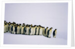 Emperor pinguins standing in a row, side view by Anonymous