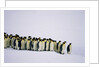 Emperor pinguins standing in a row, side view by Anonymous