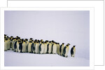 Emperor pinguins standing in a row, side view by Anonymous