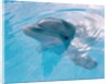 Dolphin Looking Out of the Water by Anonymous