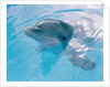 Dolphin Looking Out of the Water by Anonymous