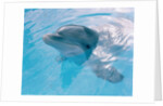 Dolphin Looking Out of the Water by Anonymous