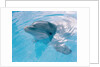 Dolphin Looking Out of the Water by Anonymous