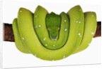 Green Tree Python by Anonymous