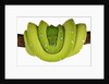Green Tree Python by Anonymous