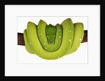Green Tree Python by Anonymous