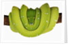 Green Tree Python by Anonymous