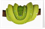 Green Tree Python by Anonymous