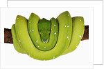 Green Tree Python by Anonymous