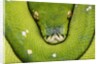 Green Tree Python by Anonymous