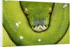Green Tree Python by Anonymous
