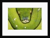 Green Tree Python by Anonymous