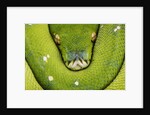 Green Tree Python by Anonymous