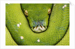 Green Tree Python by Anonymous