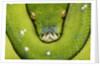 Green Tree Python by Anonymous