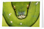 Green Tree Python by Anonymous