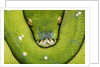 Green Tree Python by Anonymous
