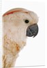 Cockatiel by Anonymous