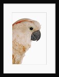 Cockatiel by Anonymous