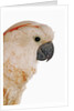 Cockatiel by Anonymous